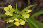 Lanceleaf loosestrife